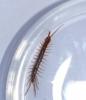 Lithobius sp.
